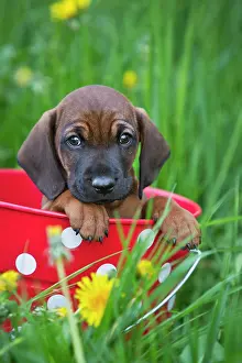Bucket: Bavarian Mountain Hound, puppy sitting in a bucket