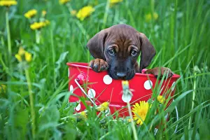 Bucket: Bavarian Mountain Hound, puppy sitting in a bucket