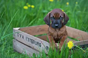 Boxes: Bavarian Mountain Hound, puppy sitting in a wooden