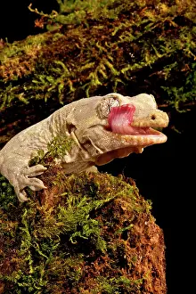Rhacodactylus: Bavay's Giant Gecko, Rhacodactylus chahoua