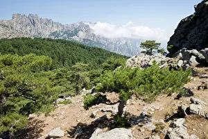 Bavella: Bavella Needles and forest