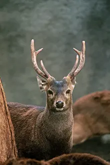 Axis: Bawean / Kuhl's Deer - male