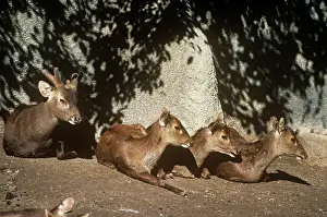 Axis: Bawean / Kuhl's Deer - male (left) and female deer resting