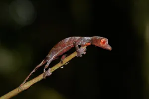 Patterned: Baweng satanic leaf gecko (uroplatus phantasticus)