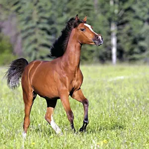 Foals: Bay Arabian two year old Colt running in summer