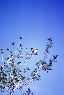 Shrikes: Bay-backed Shrike