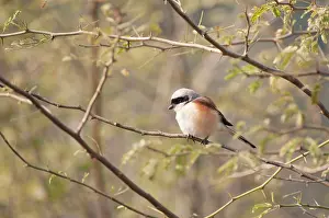 Shrikes: Bay-backed Shrike