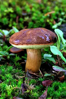 Badius: Bay Boletus - found in mixed woodlands