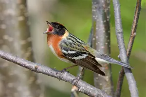 Castanea: Bay-breasted Warbler