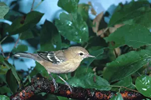 Castanea: Bay-breasted Warbler