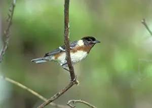 Castanea: Bay-breasted Warbler