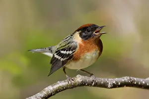 Warblers: Bay-breasted Warbler
