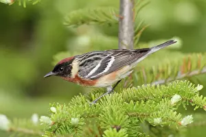 Castanea: Bay-breasted Warbler. Adult male in breeding plumage