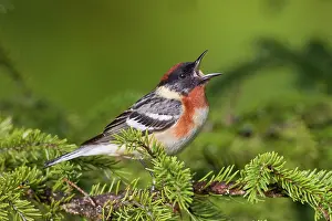 Castanea: Bay-breasted Warbler. Adult male in breeding plumage