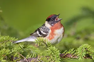 Castanea: Bay-breasted Warbler. Adult male in breeding plumage