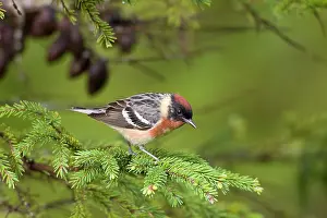 Castanea: Bay-breasted Warbler. Adult male in breeding plumage