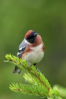 Castanea: Bay-breasted Warbler, Dendroica castanea male. June in Maine