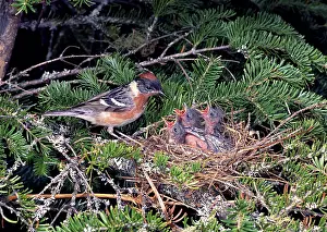 Castanea: Bay-breasted Warbler Feeding His Young