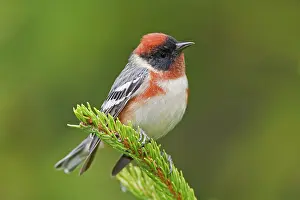 Castanea: Bay-breasted Warbler male