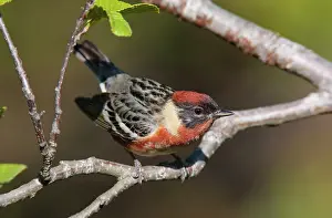 Castanea: Bay-breasted Warbler male