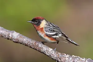 Castanea: Bay-breasted Warbler male