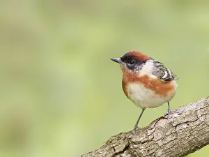 Sping: Bay Breasted Warbler - male Setophaga castanea Magee