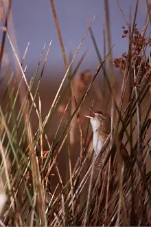 Reeds: Bay-capped WREN SPINETAIL - amongst reeds, singing