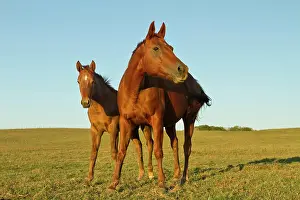 Ranching: Bay-colored riding horses on ranch near