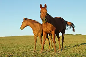 Ranching: Bay-colored riding horses on ranch near