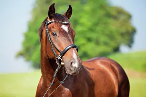 Crossbred: Bay crossbred horse, gelding, Austria, Europe