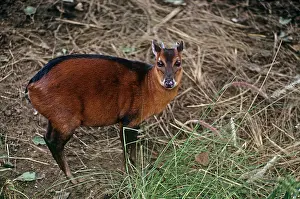 Duiker: Bay Duiker