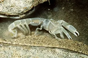 Ghost: BAY GHOST SHRIMP