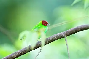 Tangara: Bay-headed Tanager - on branch among leaves