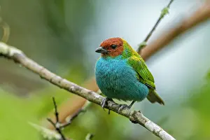 Cueva: Bay-headed Tanager, Cueva de los Guacharos National