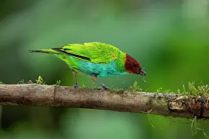 Cloud Forest: Bay-headed Tanager, Tangara gyrola. A vibrantly-colored