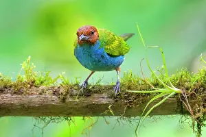 Cloud Forest: Bay-headed Tanager, Tangara gyrola. A vibrantly-colored