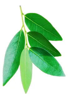 Laurel: Bay
