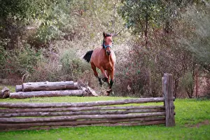 Andy Teare: Bay mare cantering past cross country jumps