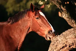 Andy Teare: Bay mare wind sucking