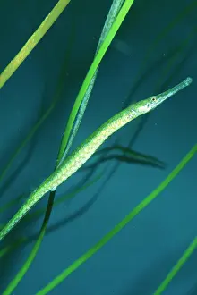 Syngnathus: Bay Pipefish