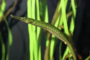 Syngnathus: Bay Pipefish