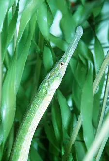 Pipefish: BAY PIPEFISH