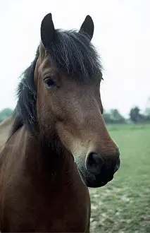 Pony: BAY PONY HORSE - close up of head