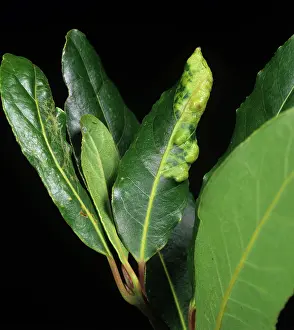 Sucker: Bay Sucker damage to bay leaf