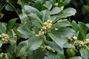 Nobilis: Bay tree blossom