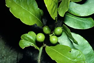 D. W. Greenslade: Bay-tree - with unripe berries