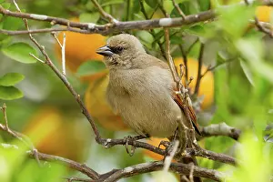 Badius: Bay-winged Cowbird