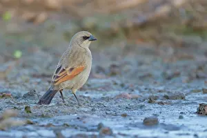 Badius: Bay-winged Cowbird