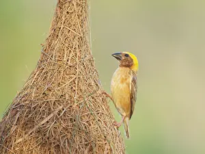 Malaysia: Baya Weaver and nest Ploceus philippinus Sabah