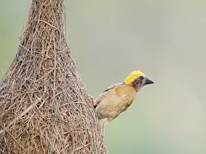 Malaysia: Baya Weaver and nest Ploceus philippinus Sabah